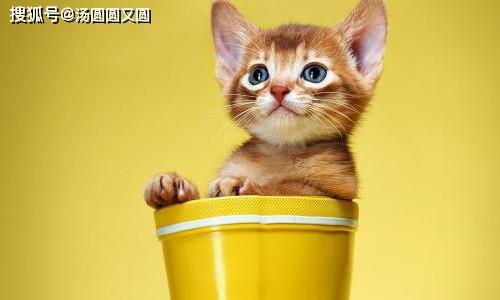 娱乐吃瓜茶小猫,揭秘茶小猫的幕后故事 第2张 娱乐吃瓜茶小猫,揭秘茶小猫的幕后故事 第2张